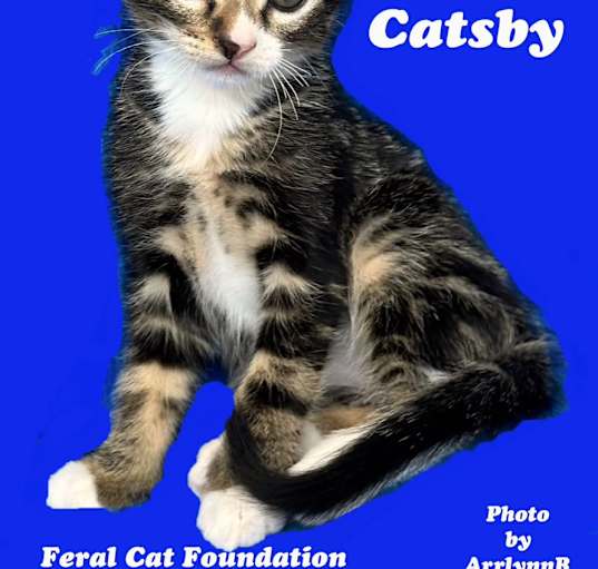 Photo of Catsby