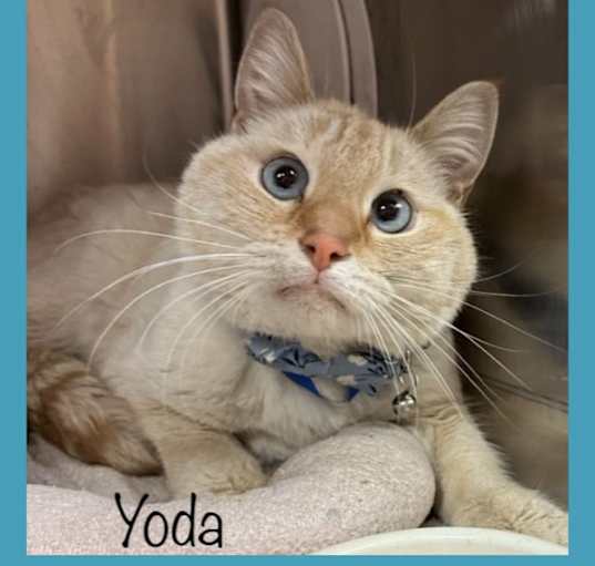 Photo of YODA