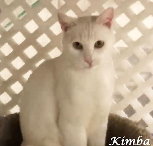 Photo of KIMBA