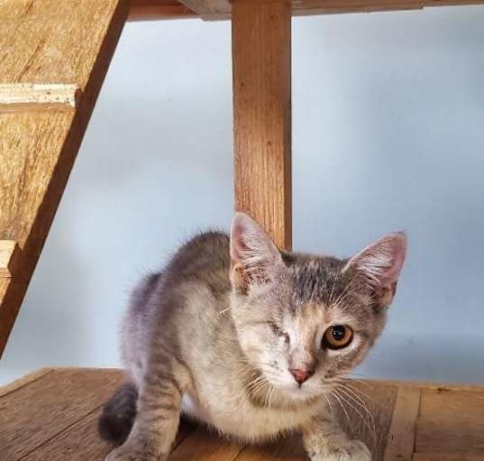 Photo of Kitten 26136 (Matilda)