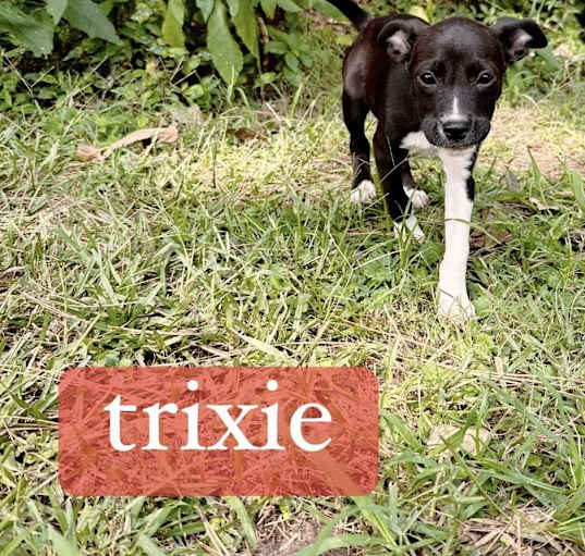 Photo of Trixie