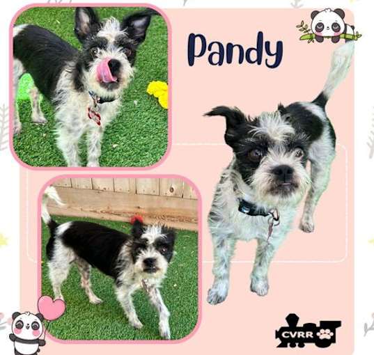 Photo of Pandy