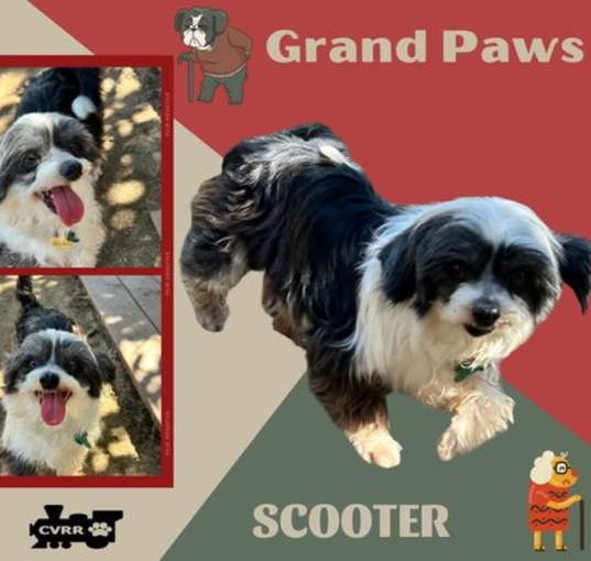 Photo of Scooter (GrandPaws)