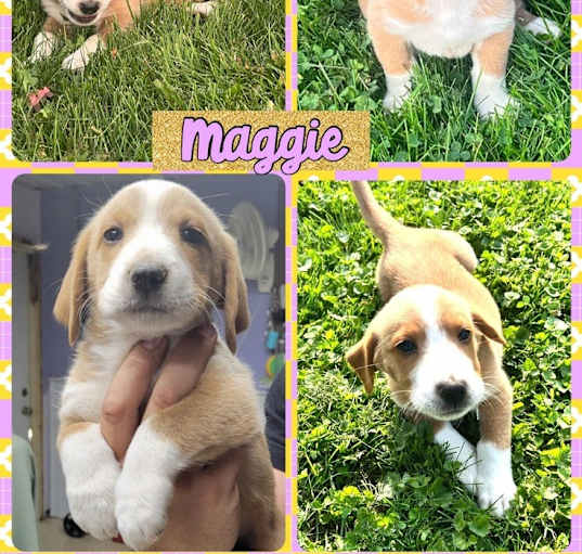 Photo of Maggie