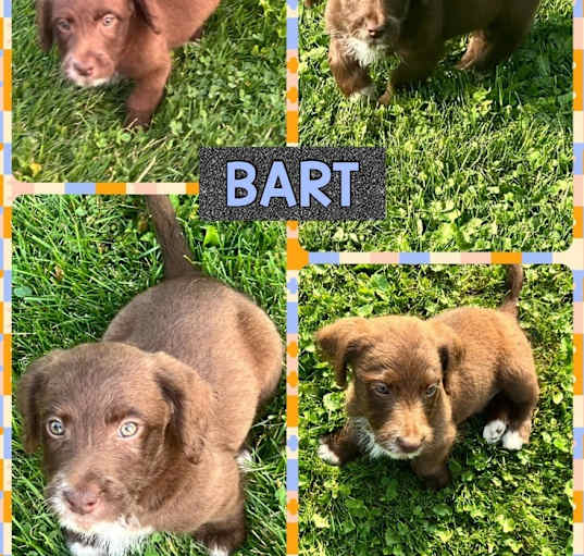 Photo of Bart