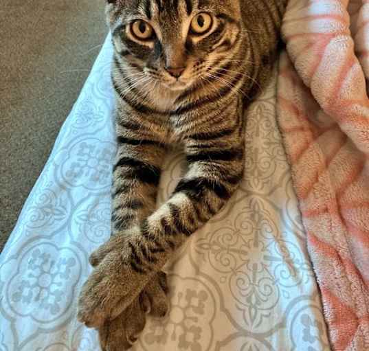 Photo of DINO - Offered by Owner - Young Polydactyl