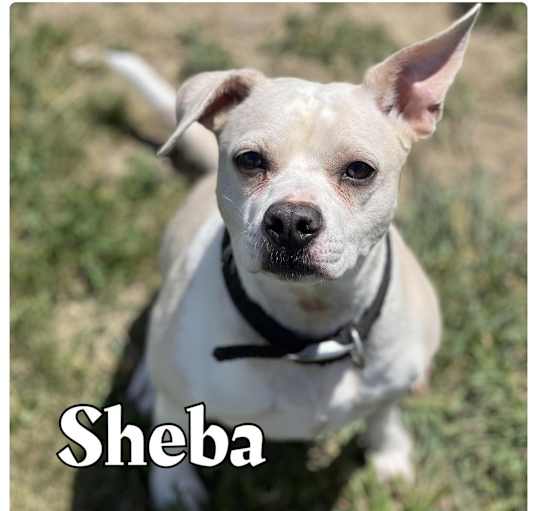 Photo of Sheba