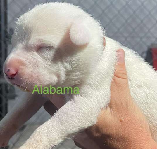 Photo of Alabama