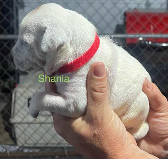 Photo of Shania