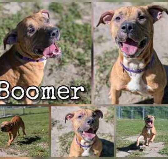 Photo of Boomer