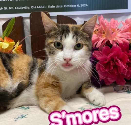 Photo of Smores