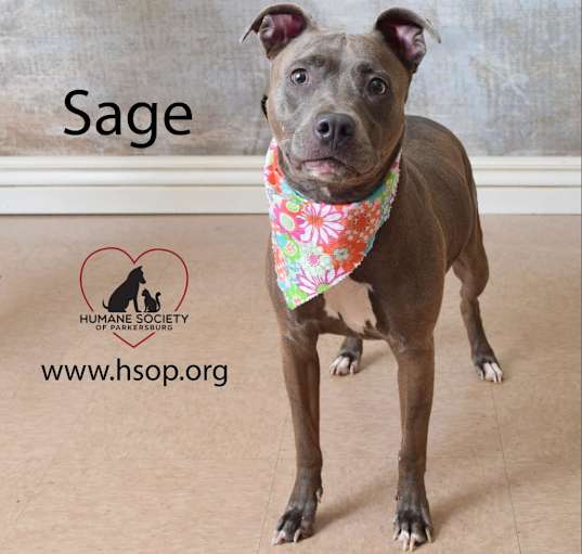 Photo of Sage