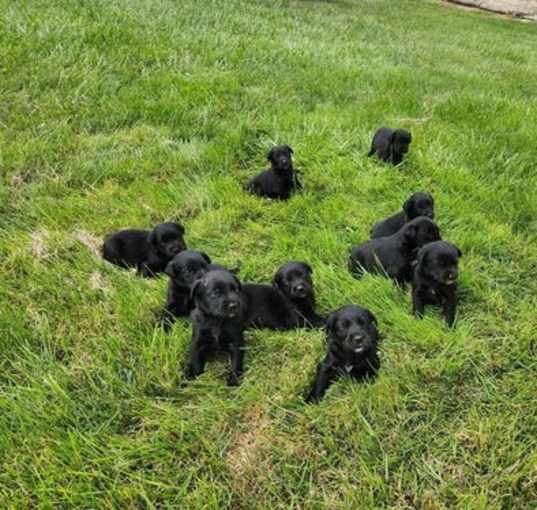 Photo of Puppies (boys/girls)!!!