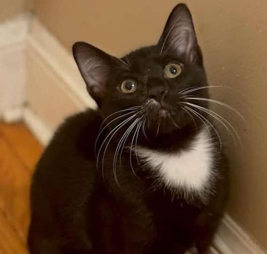 Photo of Tux