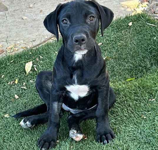 Photo of Field Pup - Discus - Adopted!