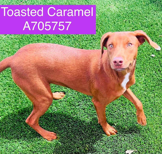 Photo of Toasted Caramel