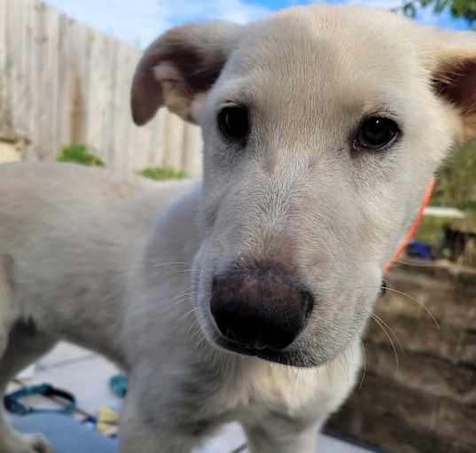 Photo of Berklee (12wk PUPPY)