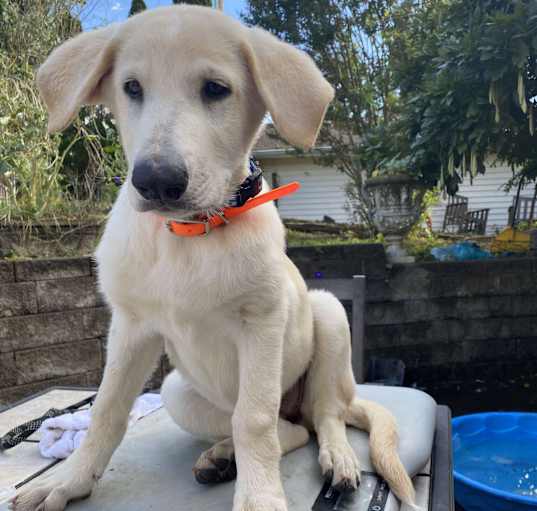 Photo of Bryana (12wk PUPPY)