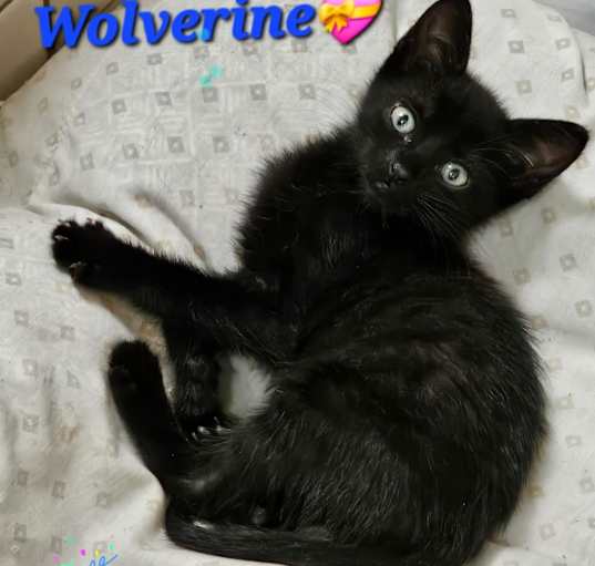 Photo of Wolverine