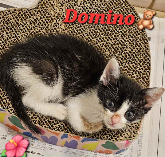 Photo of Domino