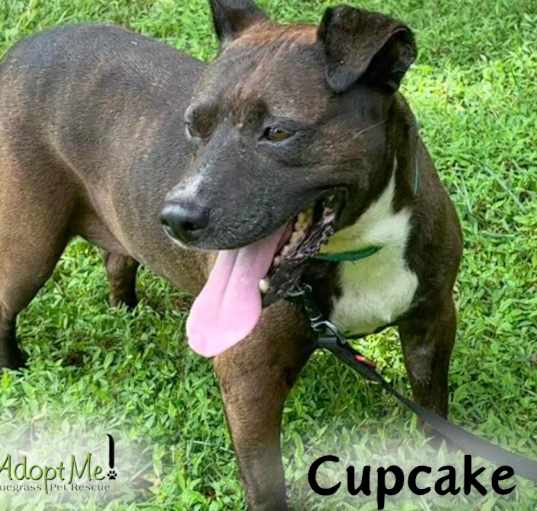 Photo of CUPCAKE