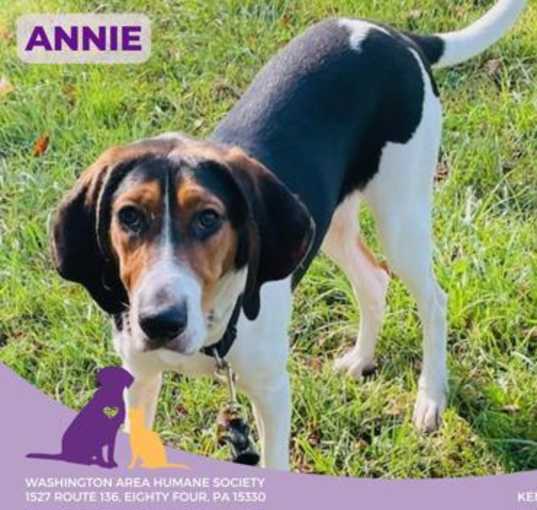 Photo of Annie