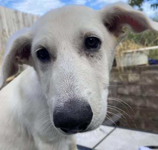 Photo of Braxton (12wk PUPPY)