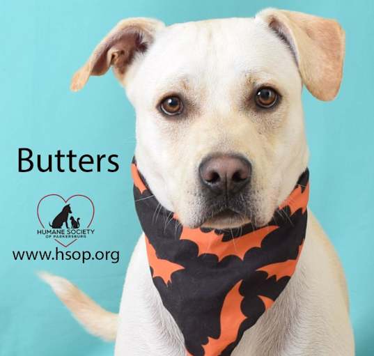 Photo of Butters