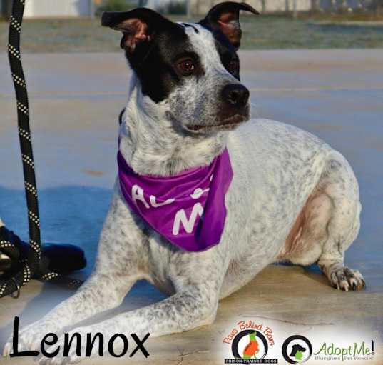 Photo of Lennox- Paws Behind Bars Trained