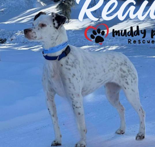 Photo of Reaux - Courtesy Post