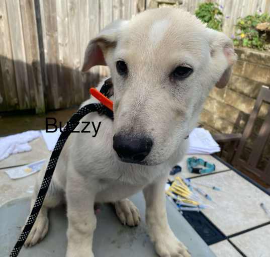 Photo of Buzzy (12wk PUPPY)