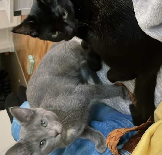 Photo of Shadow and Ash