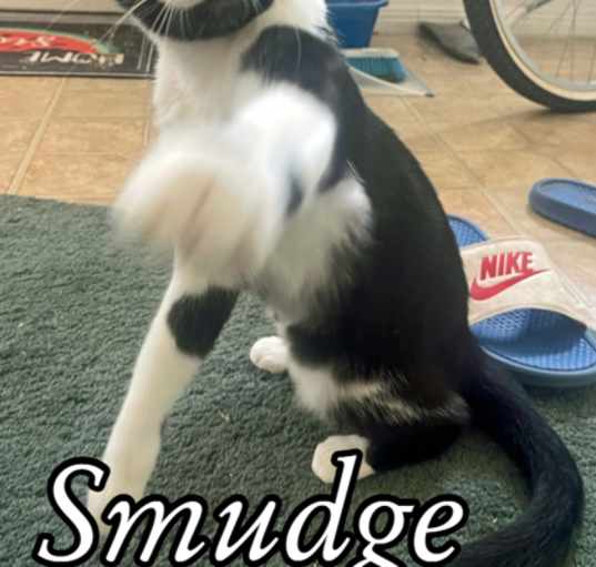 Photo of Smudge