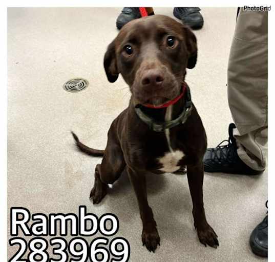 Photo of RAMBO