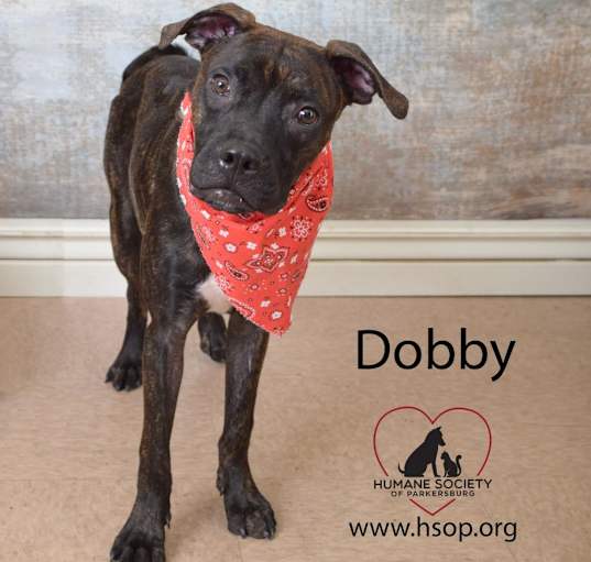 Photo of Dobby