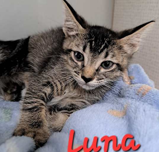 Photo of Luna