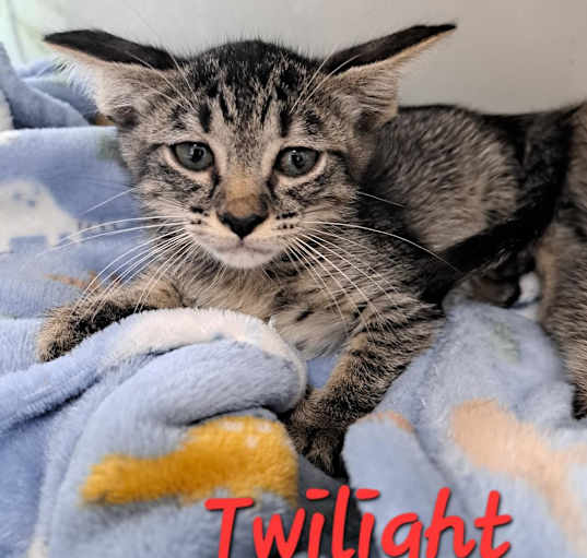 Photo of Twilight