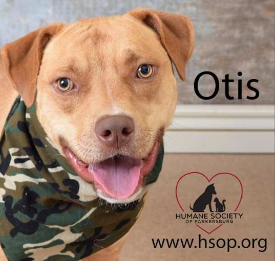 Photo of Otis