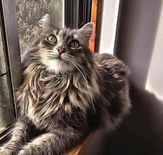 Photo of Juno