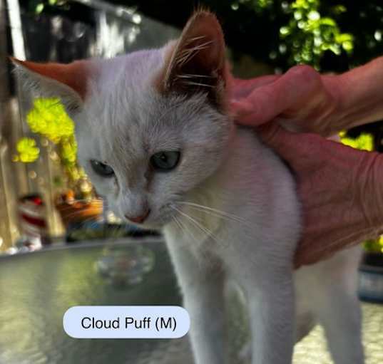 Photo of Cloud Puff