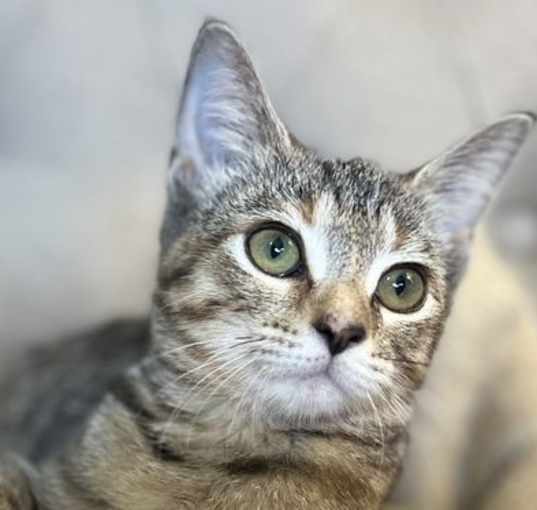 Photo of Madge - MEET ME @ PETCO 9/21/24!