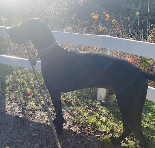 Photo of Oliver
