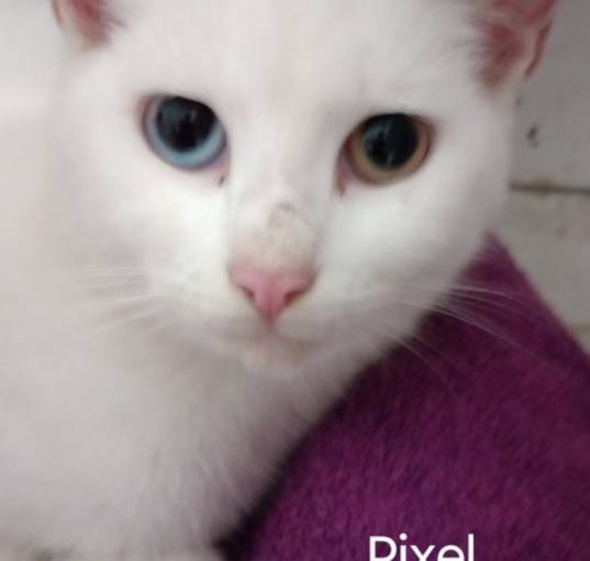 Photo of Pixel