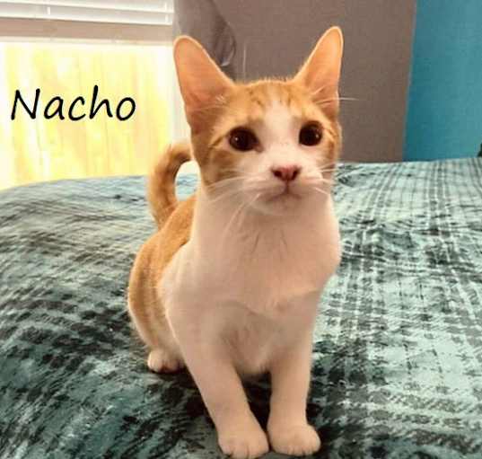 Photo of Nacho #loves-the-camera