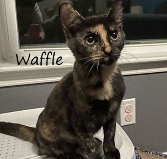 Photo of Waffle #pretty-tortie