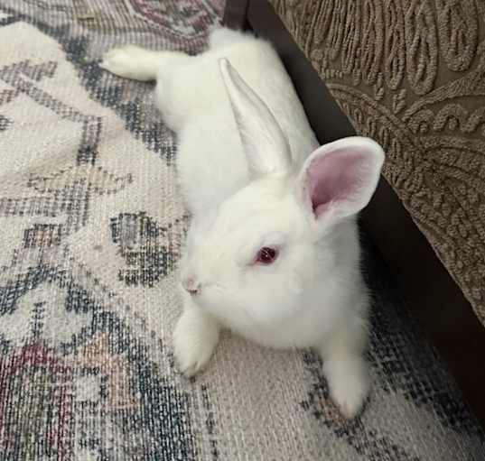 Photo of Yeti