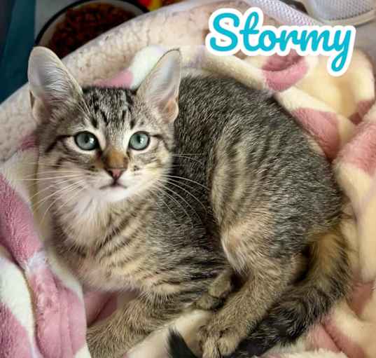 Photo of Stormy