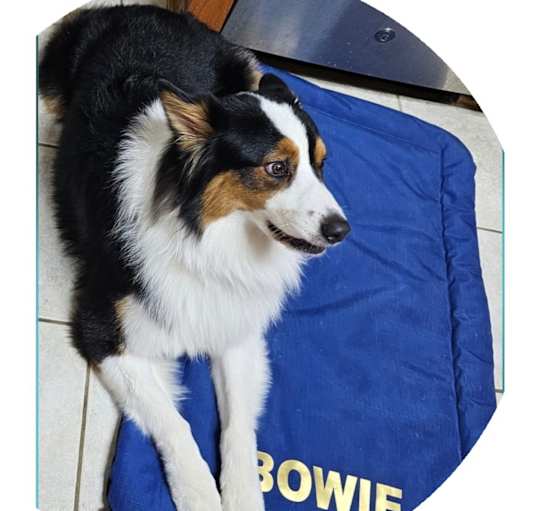 Photo of Bowie