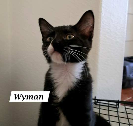 Photo of Wyman