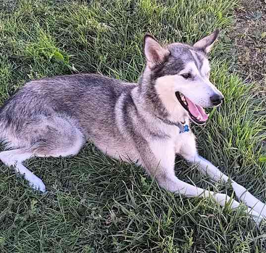 Photo of Copper
